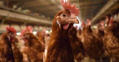 EGGTRACK 2025: การเปลี่ยนผ่านสู่ระบบปลอดกรงในประเทศไทยเดินหน้าอย่างต่อเนื่อง โดยความโปร่งใสและการดำเนินการของภาคธุรกิจยังคงเป็นปัจจัยสำคัญ
