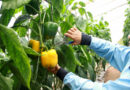 จากเกษตรแบบเดิม สู่ “Smart Farm” ห้วยน้ำขาวยกระดับการผลิตสร้างรายได้ พัฒนาชุมชนบนพื้นที่สูงอย่างยั่งยืน