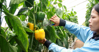 จากเกษตรแบบเดิม สู่ “Smart Farm” ห้วยน้ำขาวยกระดับการผลิตสร้างรายได้ พัฒนาชุมชนบนพื้นที่สูงอย่างยั่งยืน